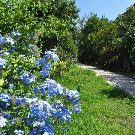 San Simon Çıralı